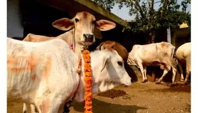 രാജസ്ഥാനില്‍ കന്നുകാലികളെ കടത്തിയെന്നാരോപിച്ച് മുസ്‌ലിം യുവാവിനെ വെടിവെച്ച് കൊലപ്പെടുത്തി പൊലീസ്