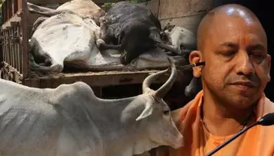 യോഗി ആദിത്യനാഥിന്റെ പശു സ്‌നേഹം വാക്കില്‍ മാത്രം; ഒമ്പത് മാസത്തിനിടെ ബറേലിയില്‍ ചത്തത് 600 കന്നുകാലികള്‍