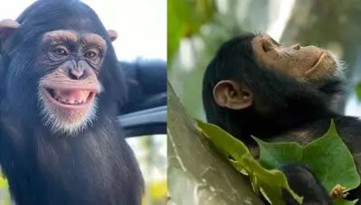 ചിമ്പാന്‍സികളുടെ ചിരിക്കു പിന്നില്‍ സന്തോഷമല്ല ; പഠനം പറയുന്നതിങ്ങനെ