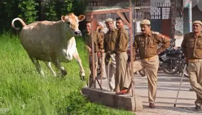 യു.പിയില്‍ തണുപ്പു മൂലം പശു ചത്തു; എക്‌സിക്യൂട്ടീവ് ഓഫീസര്‍ക്കും ജൂനിയര്‍ എഞ്ചിനീയര്‍ക്കുമെതിരെ കേസ്