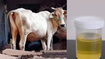 ഗോമൂത്രത്തില്‍ നിന്ന് സോപ്പും ഷാംപൂവും; പ്രഖ്യാപനവുമായി മന്ത്രി