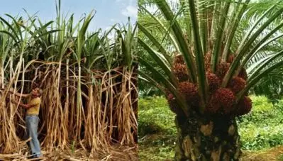 ഇന്ത്യയുടെ അനിഷ്ടം കണക്കിലെടുക്കാതെ മലേഷ്യ; പഞ്ചസാര കയറ്റുമതിയില്‍ റെക്കോര്‍ഡ് വര്‍ധന