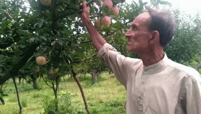 റമദാന്‍ മാസത്തില്‍ ആപ്പിളുകളും ഭക്ഷണത്തില്‍ ഉള്‍പ്പെടുത്തണമെന്നപേക്ഷിച്ച് കശ്മീര്‍ കര്‍ഷകര്‍: കാരണമിതാണ്,