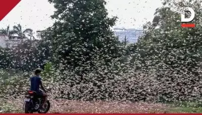 ഗുരുഗ്രാമില്‍ വെട്ടുകിളികള്‍ കൂട്ടത്തോടെ പറന്നെത്തുന്നു; ഇന്ന് വൈകുന്നേരത്തോടെ ദല്‍ഹിയില്‍; വീഡിയോ