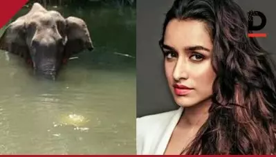 ഈ മനുഷ്യര്‍ക്ക് ഹൃദയമില്ലേ? ആനയുടെ ദാരുണാന്ത്യത്തില്‍ ബോളിവുഡില്‍ നിന്ന് വന്‍ പ്രതിഷേധം