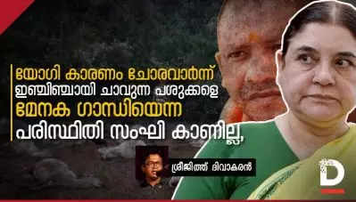 യോഗി കാരണം ചോരവാര്‍ന്ന് ഇഞ്ചിഞ്ചായി ചാവുന്ന പശുക്കളെ മേനക ഗാന്ധിയെന്ന പരിസ്ഥിതി സംഘി കാണില്ല