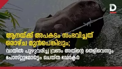 ആനയ്ക്ക് അപകടം സംഭവിച്ചത് ഒരാഴ്ച മുന്‍പെങ്കിലും; വായില്‍ പുഴുവരിച്ച വ്രണം അതിന്റെ തെളിവെന്നും പോസ്റ്റുമോര്‍ട്ടം ചെയ്ത ഡോക്ടര്‍