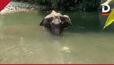 പൈനാപ്പിളിനുള്ളില്‍ സ്‌ഫോടകവസ്തു ഒളിപ്പിച്ചിരുന്നുവെന്ന് സ്ഥിരീകരിക്കാനായില്ല; ആന ചരിഞ്ഞത് ശ്വാസകോശത്തില്‍ വെള്ളം കയറിയെന്ന് പോസ്റ്റ്‌മോര്‍ട്ടം റിപ്പോര്‍ട്ട്