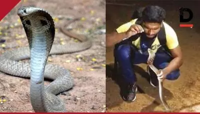 പാമ്പിനെ പിടിച്ച് ഷോ വേണ്ട; ലൈസന്‍സ് ഇല്ലാതെ പാമ്പിനെ പിടിച്ചാല്‍ മൂന്ന് വര്‍ഷം തടവ്