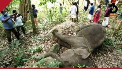 പത്തനാപുരത്തെ കാട്ടാനയെ കൊലപ്പെടുത്തിയതെന്ന് വനം വകുപ്പ്, മൂന്ന് പേര്‍ പിടിയില്‍