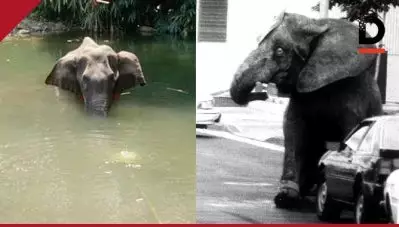 പൈനാപ്പിളില്‍ സ്‌ഫോടക വസ്തു വെച്ച് കൊന്ന ഗര്‍ഭിണിയായ ആന മുതല്‍ അമേരിക്കയിലെ ടൈക് വരെ, 20 വര്‍ഷങ്ങള്‍ക്കിപ്പുറവും മനുഷ്യ മനസാക്ഷിയെ വിറങ്ങലിപ്പിച്ച ആ ആനയുടെ നോട്ടം