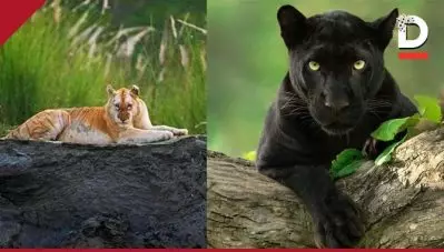 കരിമ്പുലിക്കു പിന്നാലെ തരംഗമായി ഇന്ത്യയിലെ ഏക സ്വര്‍ണ കടുവയും