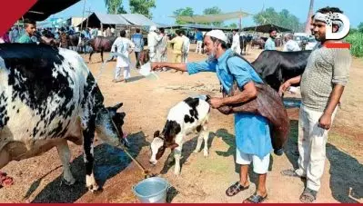 ഉത്തര്‍പ്രദേശില്‍ ദേശസുരക്ഷാ കുറ്റം ചുമത്തിയ 139 കേസില്‍ 76 ഉം ഗോവധമാരോപിച്ചുള്ളവയെന്ന് റിപ്പോര്‍ട്ട്