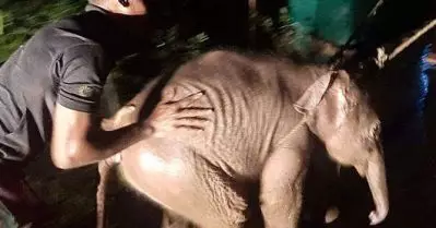 മലപ്പുറത്ത് നദിയില്‍ ഒലിച്ചു പോയ ആനക്കുട്ടിയെ രക്ഷപ്പെടുത്തി കാട്ടില്‍ വിട്ടു