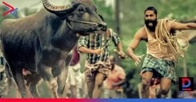 ഇന്ത്യയുടെ ഔദ്യോഗിക ഓസ്‌കാര്‍ എന്‍ട്രിയായി ജല്ലിക്കട്ട്; 2011ന് ശേഷം ആദ്യത്തെ മലയാള സിനിമ