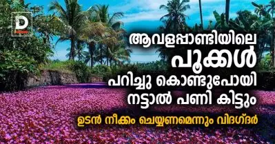 ആവളപ്പാണ്ടിയിലെ പൂക്കള്‍ പറിച്ചുകൊണ്ടുപോയി നട്ടാല്‍ പണി കിട്ടും, ഉടന്‍ നീക്കം ചെയ്യണമെന്നും വിദഗ്ദര്‍