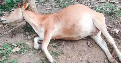 പത്തനംതിട്ടയില്‍ പൂര്‍ണ്ണഗര്‍ഭിണിയായ പശുവിനെ മരത്തില്‍ കെട്ടി കുരുക്കിട്ട് കൊന്നു