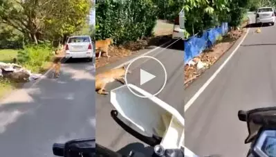 ഓടുന്ന കാറില്‍ നായയെ കെട്ടിവലിച്ച് ക്രൂരത, വീഡിയോ