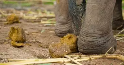 ഗര്‍ഭിണിയായ ആന ചരിഞ്ഞ സംഭവത്തില്‍ പ്രതികളെ പിടികൂടിയില്ല; വനം വകുപ്പിന് ആനപിണ്ഡം പാഴ്‌സലയച്ച് ആന പ്രേമികളുടെ പ്രതിഷേധം