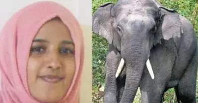 ശരീരത്തില്‍ ആഴത്തിലുള്ള മുറിവുകള്‍, ആന കുടഞ്ഞെറിഞ്ഞത് മൂലമെന്ന് ഡോക്ടര്‍: മേപ്പാടി റിസോര്‍ട്ടില്‍ മരിച്ച യുവതിയുടെ പോസ്റ്റ്‌മോര്‍ട്ടം വിവരങ്ങള്‍ പുറത്ത്