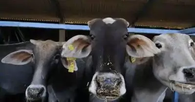 പശുവിനെ കശാപ്പ് ചെയ്യുന്നവര്‍ കൊല്ലുന്നത് സ്വന്തം അമ്മയെ; അലഹബാദ് കോടതി നിരീക്ഷണം സ്വാഗതം ചെയ്ത് മുസ്‌ലിം പുരോഹിതര്‍