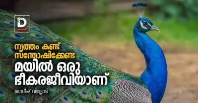 നൃത്തം കണ്ട് സന്തോഷിക്കേണ്ട, മയില്‍ ഒരു ഭീകരജീവിയാണ്