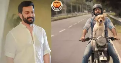 ‘777 ചാര്‍ളി’യുടെ മലയാള പതിപ്പിന്റെ വിതരണാവകാശം പൃഥ്വിരാജ് പ്രൊഡക്ഷന്‍സിന്
