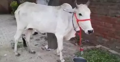 പശു ഭക്തരല്ലേ, തീറ്റയും വെള്ളവും കൊടുത്തോളൂ; സാക്ഷിയായി പശുവിനെ പൊലീസ് സ്റ്റേഷനിലെത്തിച്ചു കര്‍ഷകരുടെ പ്രതിഷേധം