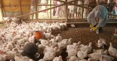 പക്ഷിപ്പനി ബാധിച്ച് രാജ്യത്ത് ആദ്യ മരണം; മരണപ്പെട്ടത് പതിനൊന്നുകാരന്‍