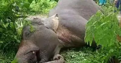 അച്ചന്‍കോവിലാറില്‍ കാട്ടാനയുടെ ജഡം; രണ്ട് ആനക്കുട്ടികള്‍ കൂടി ഒഴുക്കില്‍പ്പെട്ടതായി സംശയം