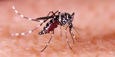 സംസ്ഥാനത്ത് മൂന്ന് പേര്‍ക്ക് കൂടി സിക്ക വൈറസ് സ്ഥിരീകരിച്ചു; രോഗം കണ്ടത്തിയതില്‍ രണ്ട് വയസ്സുള്ള കുട്ടിയും