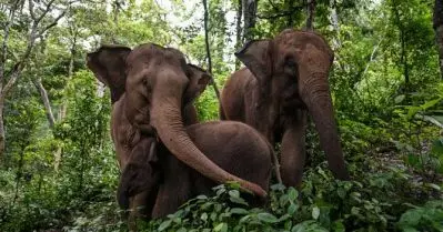 അട്ടപ്പാടിയില്‍ ആനശല്യം കുറയ്ക്കാന്‍ പുതിയ രീതി; ചക്കയും മാങ്ങയും ശേഖരിക്കാന്‍ ഹോര്‍ട്ടികോര്‍പ്പ്