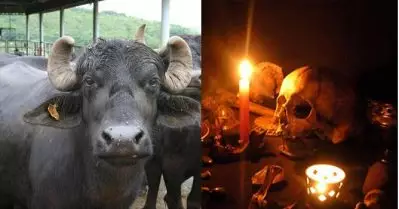 എരുമ പാല്‍ കറക്കാന്‍ സമ്മതിക്കുന്നില്ല, ആരോ ‘മന്ത്രവാദം’ ചെയ്തെന്ന പരാതിയുമായി പൊലീസിന് മുന്‍പില്‍ കര്‍ഷകന്‍