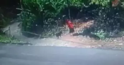 താമരശ്ശേരിയില്‍ വീണ്ടും വളര്‍ത്തുനായയുടെ അക്രമം; നായ കടിയറ്റ യുവതിക്ക് സാരമായ പരിക്ക്