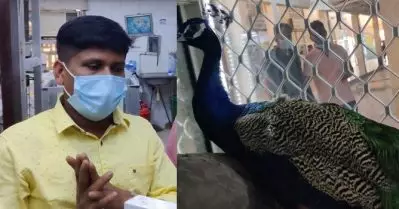 ഒന്നുകില്‍ കറിവെക്കും അല്ലെങ്കില്‍ ഗ്രില്‍; സംഘപരിവാര്‍ ഭീഷണി വകവെക്കാതെ മയിലിനെ കറിവെക്കുന്ന വീഡിയോയുമായി മുന്നോട്ടോന്ന് ഫിറോസ് ചുട്ടിപ്പാറ