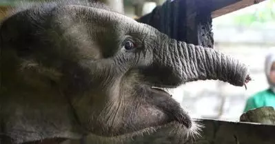 വേട്ടക്കാരുടെ കെണിയില്‍ പെട്ട് തുമ്പിക്കൈ മുറിഞ്ഞു; സുമാത്രന്‍ കുട്ടിയാന ചെരിഞ്ഞു