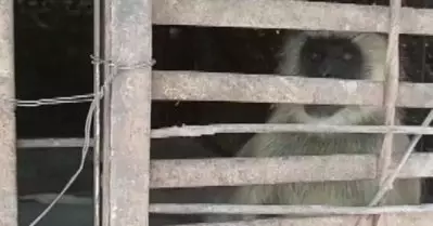 നായ്ക്കുട്ടികളുടെ കൊലപാതകം: രണ്ട് കുരങ്ങന്മാര്‍ ‘പിടിയില്‍’; ആദ്യം നാഗ്പൂരിലേക്ക് കൊണ്ടുപോകും
