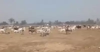 യോഗിക്കെതിരെ കര്‍ഷകരുടെ വ്യത്യസ്ത പ്രതിഷേധം; തെരഞ്ഞെടുപ്പ് റാലിക്ക് സമീപം നൂറുകണക്കിന് കന്നുകാലികളെ തുറന്നുവിട്ടു