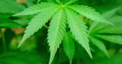 ലോക്ഡൗണില്‍ കാശിന് വഴിയില്ല; കഞ്ചാവ് കൃഷി നടത്തി വരുമാനമുണ്ടാക്കി അധ്യാപകര്‍