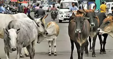 അലഞ്ഞുതിരിയുന്ന കന്നുകാലികളെ നിയന്ത്രിക്കാനുള്ള നിയമം പാസാക്കി ഗുജറാത്ത് നിയമസഭ