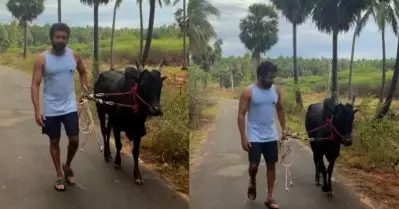 കാളയെ തെളിച്ച് നടുറോട്ടില്‍ സൂര്യ; വീഡിയോ ഏറ്റെടുത്ത് ആരാധകര്‍