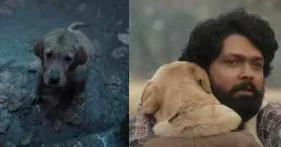 ജീവന് തുല്യം സ്‌നേഹിച്ച ചാര്‍ലിയുടെ കഥ; പൃഥ്വിരാജ് പ്രൊഡക്ഷന്‍സ് കേരളത്തിലെത്തിക്കുന്ന പുതിയ സിനിമ