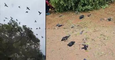ദേശീയപാതക്കായുള്ള മരം മുറി; ‘പക്ഷികളെ കൊന്നതില്‍’ കരാറുകാര്‍ക്കെതിരെ വനം വകുപ്പ് കേസെടുക്കും