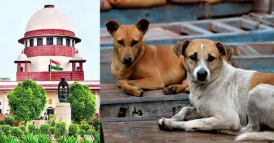 ദല്‍ഹിയിലെ തെരുവുനായാക്രമണം; സ്വമേധയാ കേസെടുത്ത് സുപ്രീം കോടതി