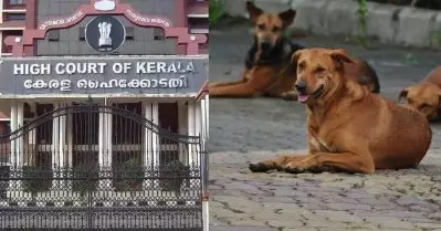 തെരുവ് നായ ആക്രമണം; ഹൈക്കോടതിയുടെ ഇടപെടല്‍, പ്രത്യേക സിറ്റിങ് ഇന്ന്