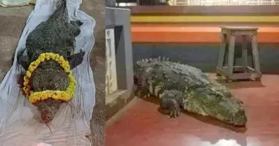 കുമ്പള അനന്തപുരം ക്ഷേത്രത്തിലെ ഭക്തര്‍ക്ക് കൗതുക കാഴ്ചയായിരുന്ന ‘ബബിയ’ മുതല മരിച്ചു