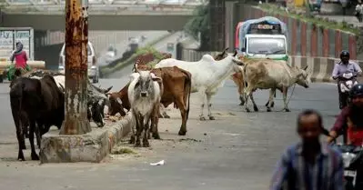 കന്നുകാലികളെ റോഡിലിറക്കിവിട്ടു, തടയാന്‍ വന്ന ഉദ്യോഗസ്ഥരെ ഭീഷണിപ്പെടുത്തി; ഗുജറാത്തില്‍ ഉടമക്ക് തടവ് ശിക്ഷ