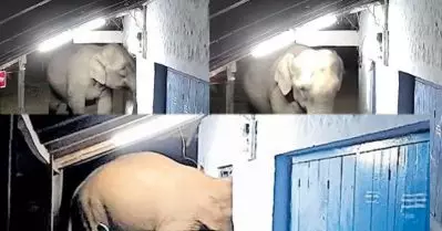 പലചരക്ക് കട തകര്‍ത്ത് മൈദയും സവാളയും കഴിച്ച് കാട്ടാന; സി.സി.ടിവി ദൃശ്യങ്ങള്‍ പുറത്ത്