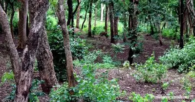 കള്ളന്മാരുടെ ശല്യം; 150 വര്‍ഷം പഴക്കമുള്ള രാജ്യത്തെ ഏറ്റവും വലിയം ചന്ദനമരം വെട്ടിമാറ്റി
