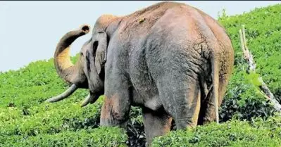 അരിക്കൊമ്പന്‍; ഇടക്കാല ഉത്തരവിലെ കോടതി നിര്‍ദേശങ്ങള്‍ ഇങ്ങനെ